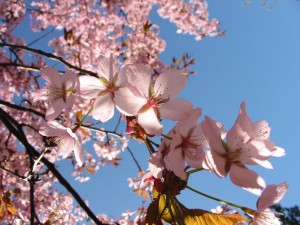 Spring flowers